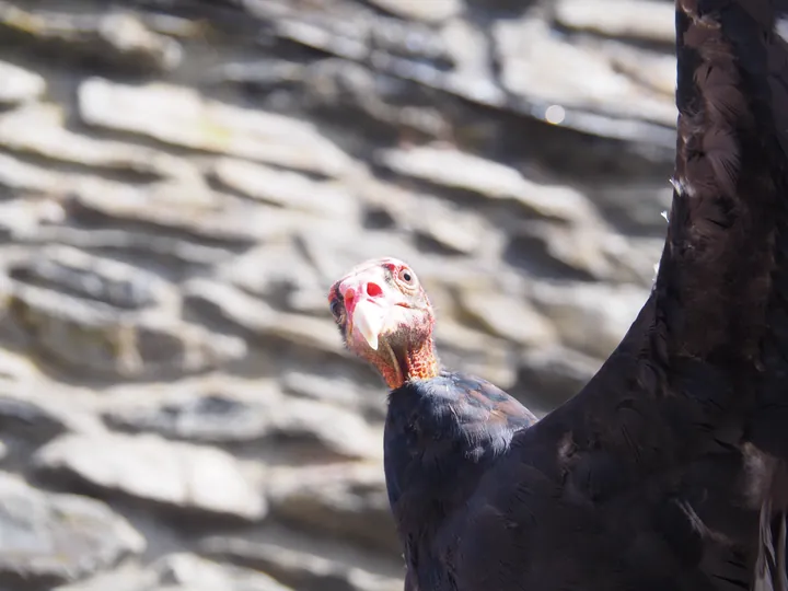 Birds of prey show at Chateau de La Roche-en-Ardenne (Belgium)